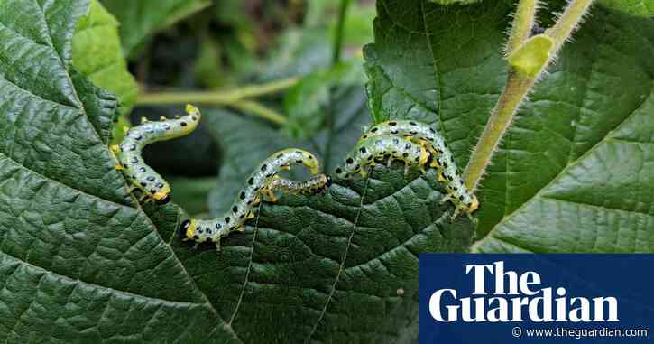 Country diary: Spotted regal sawflies make moves to repel me | Clare Stares