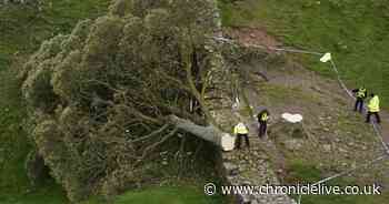 Sycamore Gap anniversary live: Updates as legacy events held in Northumberland one year on from tree felling