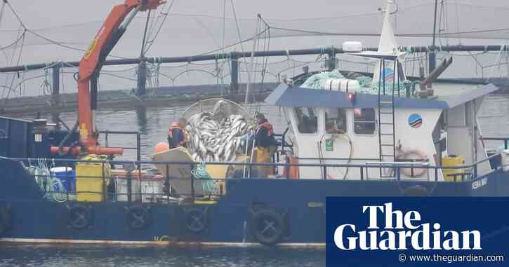 Scottish salmon farm cleared tonnes of dead fish before inspection, charity says