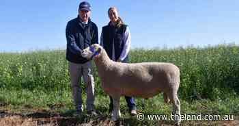 Top ram from Armdale Park bound for stud duties