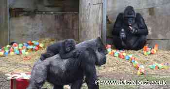 Urgent warning gorillas 'could escape from zoo' because of dead tree