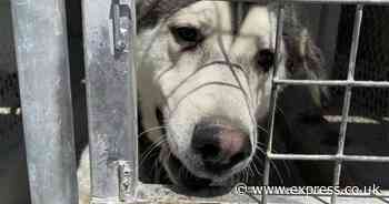 Stray dog kept in cage looks unrecognisable after adoption