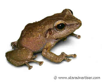 Kokua Line: How do I tell if frogs in yard are coqui pests?