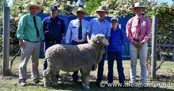 Studs snap up top rams at One Oak Poll Merino ram sale