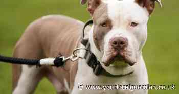 XL Bully named Chaos injures two men in south London park