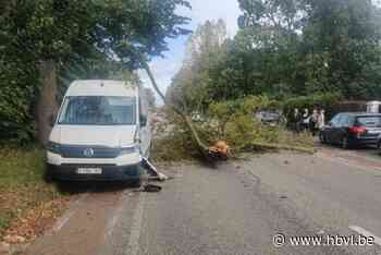 Hevige wind blaast boom omver in Tongeren