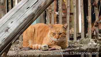 Stray cat tests positive for rabies in Isle of Wight