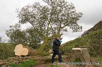 Sycamore Gap tree’s legacy to live on with saplings to be planted across UK