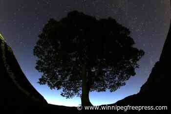 49 saplings from famous UK tree that was illegally chopped down will be shared to mark anniversary