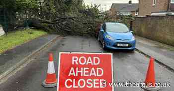 Tree falls onto vehicles after blustery night in Sussex