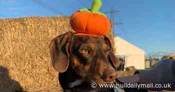 East Yorkshire's unique 'dog-only' pumpkin picking event returns this October