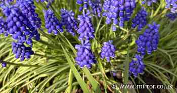 Beautiful flower must be planted in gardens right now for Christmas display