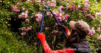 Gardening expert warns you should never prune these plants in October