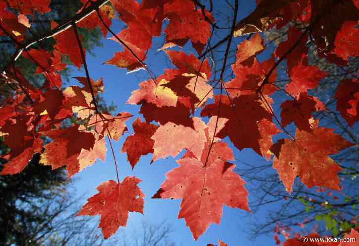 Map: When will the leaves change color in Texas?