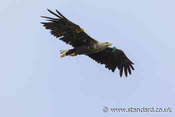 White-tailed eagles breed in Northern Ireland for first time in 150 years