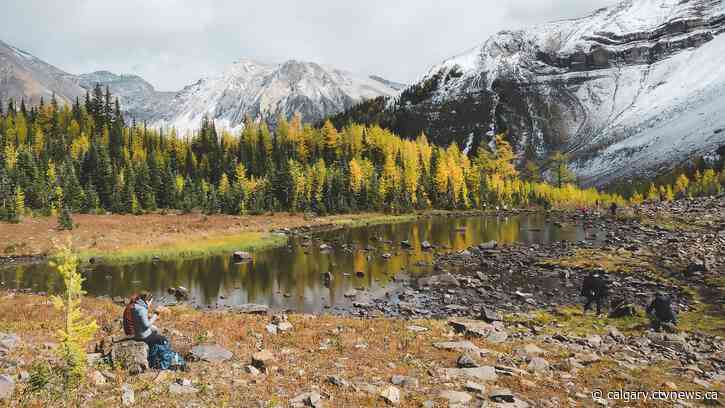 Hikers head out to Alberta's K-Country for larch season