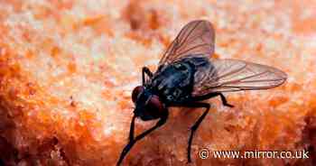 'Magic' cleaning hack banishes flies from your home instantly with just two ingredients