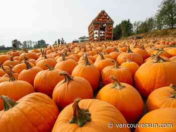 Metro Vancouver pumpkin patches: Here are 12 patches to visit this fall