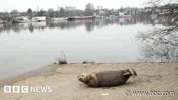 Thousands of seals making Thames Estuary their home