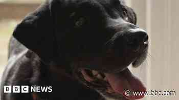 Award-winning dog 'made me visible in society'