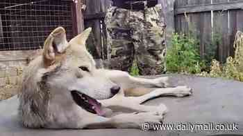 Russia deploys WOLVES to front line to detect incoming Ukrainian drones