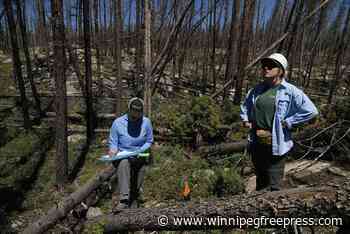 As many forests fail to recover from wildfires, replanting efforts face huge odds — and obstacles