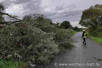 Unwetter-Chaos im Kreis Höxter: Überschwemmte Keller und Straßen