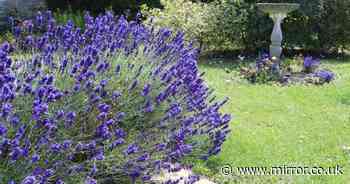 Essential garden task you need to perform now for beautiful lavender for years to come