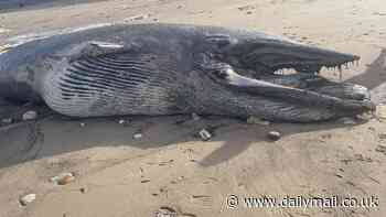 Huge dead whale washes up on British beach as experts say it is too decomposed to be taken away - and locals warn it is starting to smell