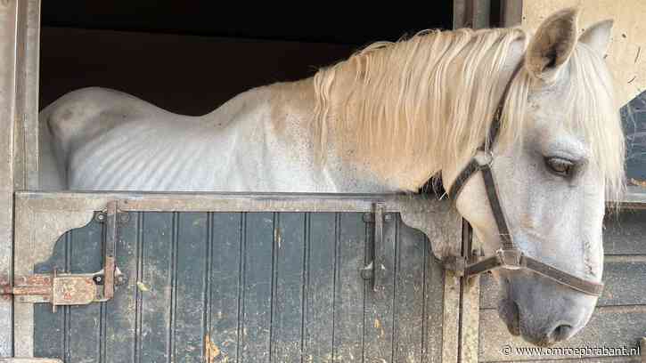 Vrouw raakt 16 vermagerde paarden kwijt, twee moesten worden afgemaakt