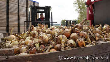 Een grote bulk afland-uien blijft uit