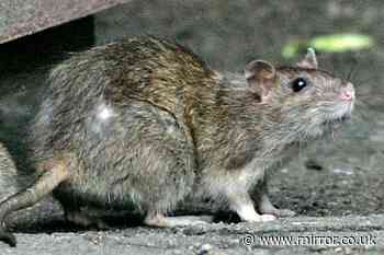 Horror rat plague threat to UK after torrential rain and flooding