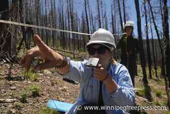 Takeaways on AP’s story about challenges to forest recovery and replanting after wildfires