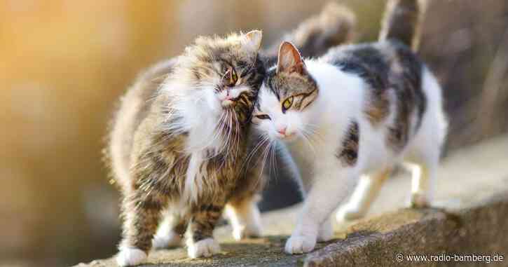 Katzenkrise in den Tierheimen in Bamberg-Forchheim