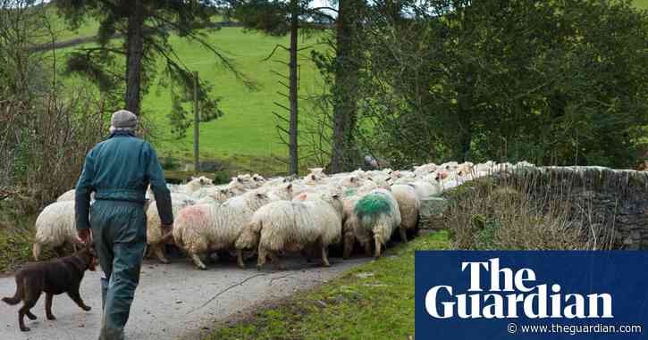 Country Diary 100 years on: sheep and dogs dominate over rabbits and house martins