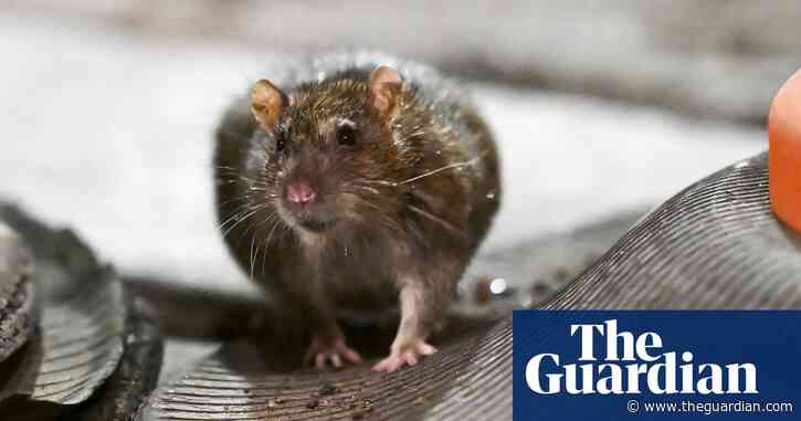 New York greenlights rat birth control to curb city’s infestation