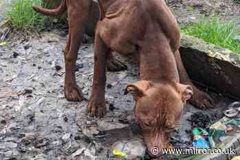 Heartbreak as two dogs abandoned in garage in 'one of worst welfare cases' ever seen