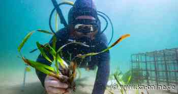 Australien: Seegras-Sanierung – die Unterwasser-Gärtner von Sydney