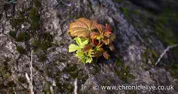 25 new shoots growing at Sycamore Gap stump 'real cause for optimism'