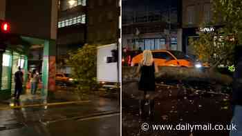 Shocking moment tree crashes to the ground - nearly destroying a £200,000 Lambourghini Urus in the process