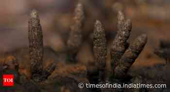 'Dead Man's Fingers' role in Earth's ecosystems