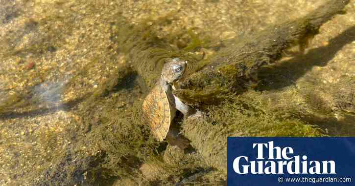 Bottom-breathing turtle among Queensland endangered species under threat from invasive fish