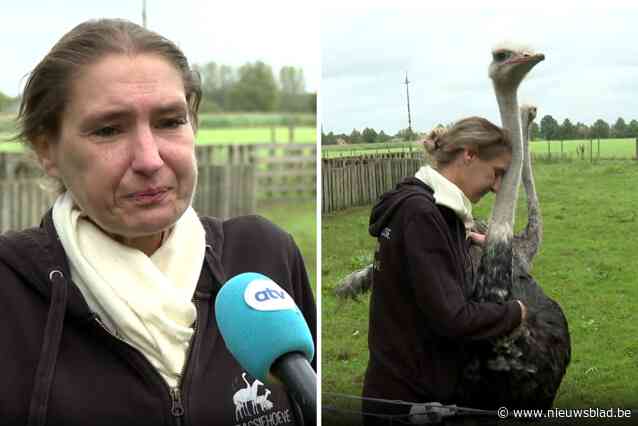 Bekende ‘struisvogelfluisteraar’ Wendy moet haar zorgboerderij noodgedwongen sluiten: “Hopelijk wil een lieve minister de wetgeving een beetje aanpassen”