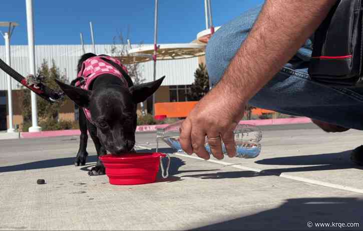 Local groups team up to provide free care for unhoused people, their pets in Albuquerque