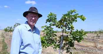 Australian native on trial in CQ could be world's new 'super food'