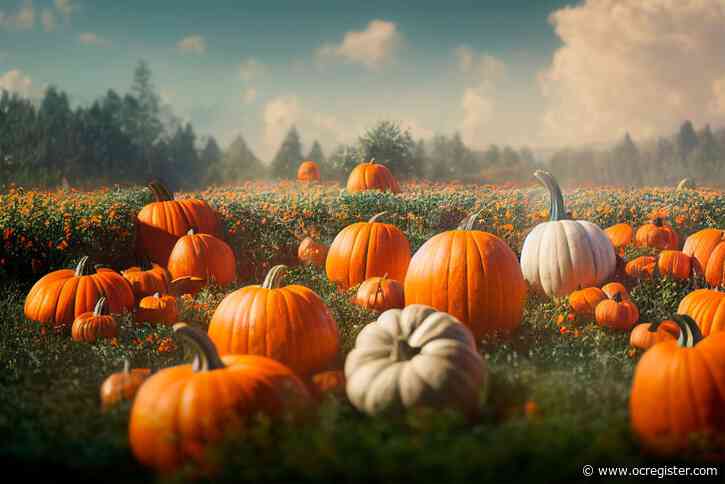 “Carve Out Some Fun: Why Pumpkin Patches Are a Seasonal Essential”