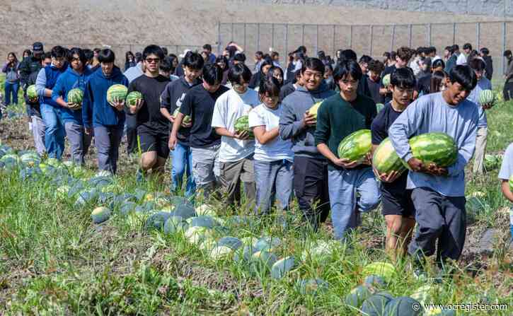 Westminster High students harvest thousands of watermelons for OC Food Bank