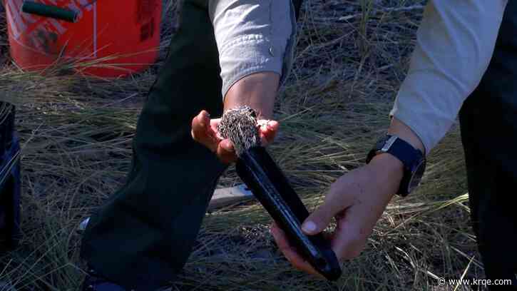 More butterflies in the Bosque? CABQ Open Space hopes so