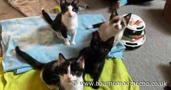 Litter of rescue kittens rehomed at Bournemouth cat cafe