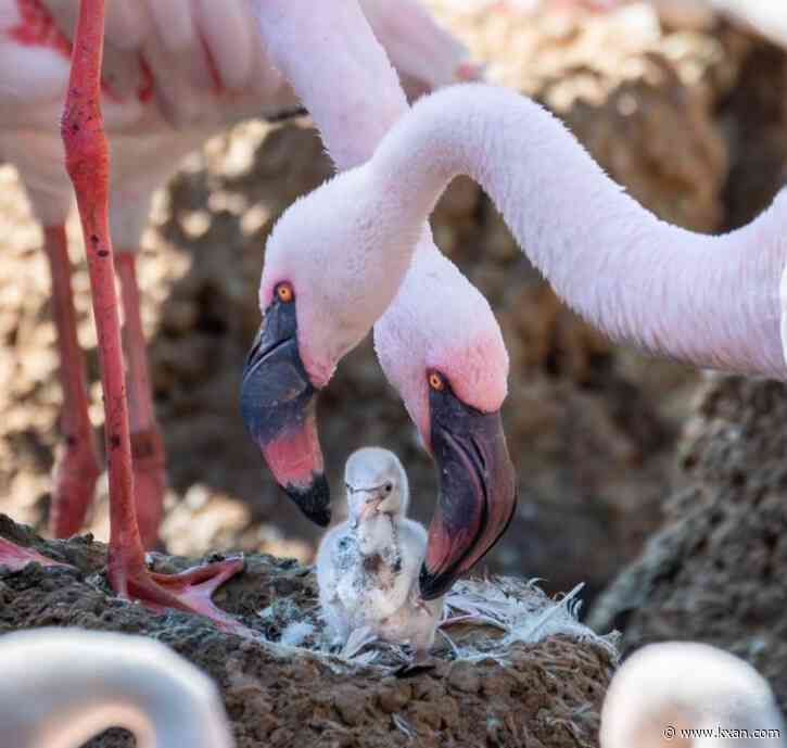 Same-sex flamingo couple at San Diego Zoo Safari Park hatch chick